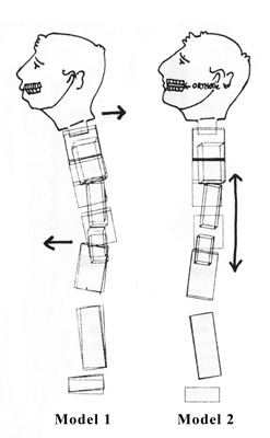 Postural Position For The Head And Neck