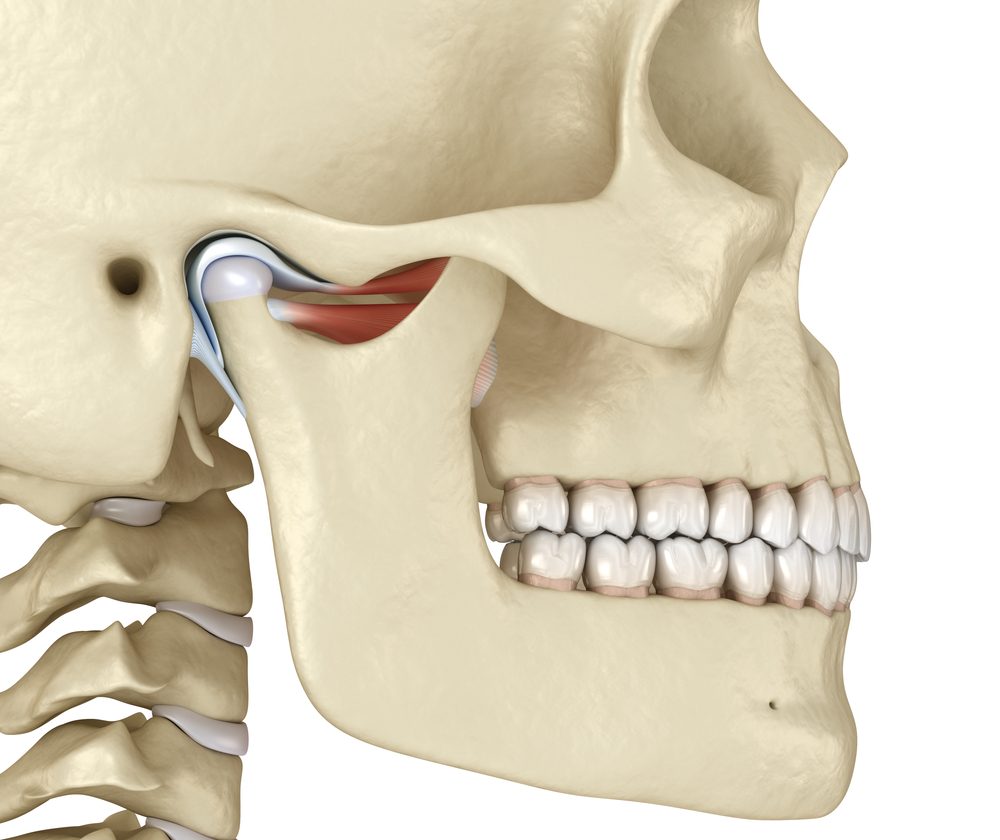 Skeletal human head with teeth